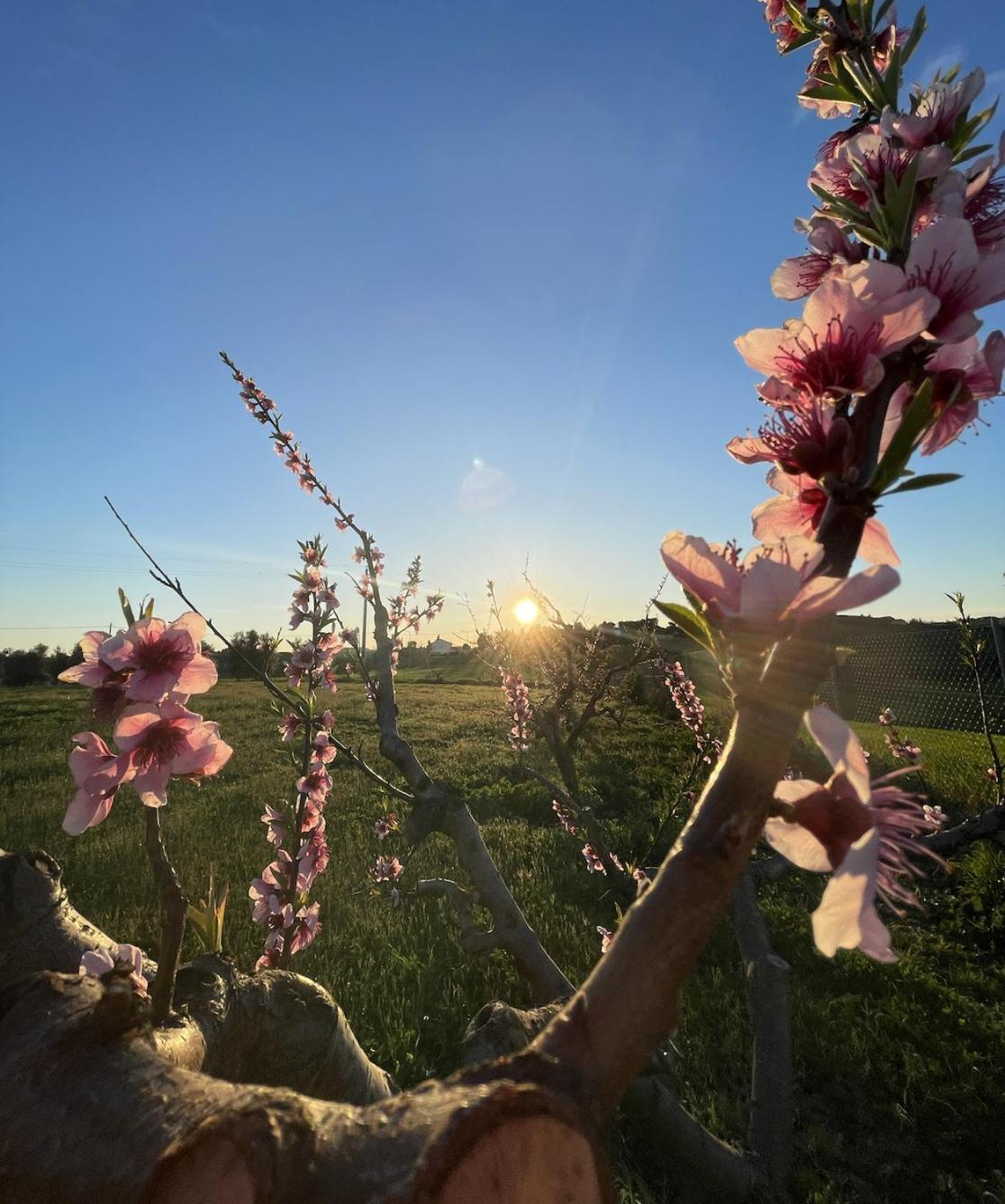 Agriturismo Le Grange Numana Εξωτερικό φωτογραφία